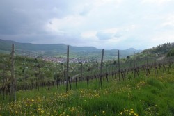 Ermstal Weinberge Tour nach Kappishäusern Mai 2013 web