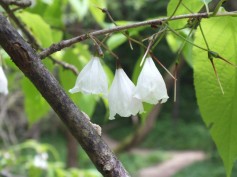 2016-06-26 Arboretum Bergmaiglöckchenbaum web2