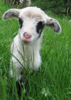 schafbild-ks-lamm-ausschnitt schafbild-ks-lamm-ausschnitt